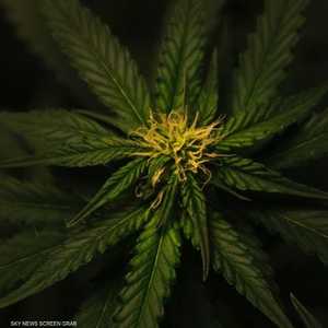 نبات القنب نشأ على الأرجح في الصين