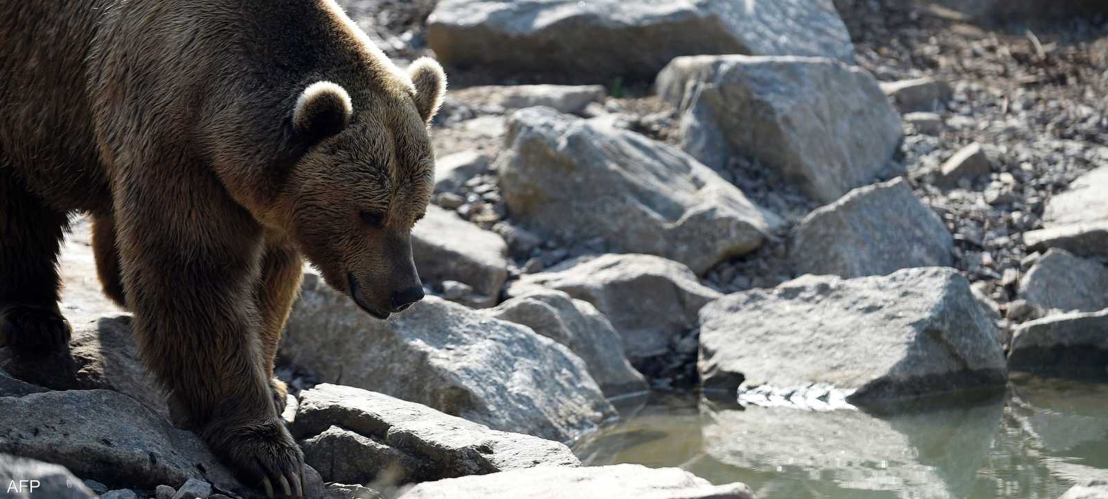 الدببة البنية عادة ما ترتبط بمهاجمة البشر