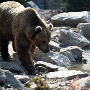 الدببة البنية عادة ما ترتبط بمهاجمة البشر