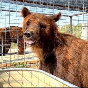 رحلة دبين جائعين.. من لبنان إلى أميركا
