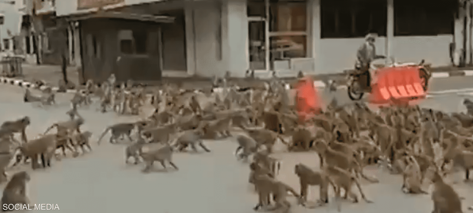 مئات القردة تغزو شوارع في تايلاند