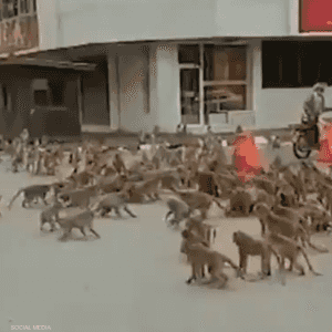 مئات القردة تغزو شوارع في تايلاند