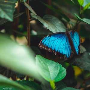 الفراشة اختفت في أربعينيات القرن الماضي.