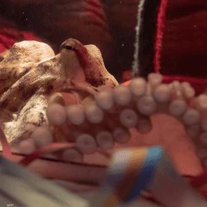 صورة أرشيفية لأخطبوط