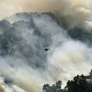 النيران التهمت مساحات شاسعة من أشجار الصنوبر والبلوط.