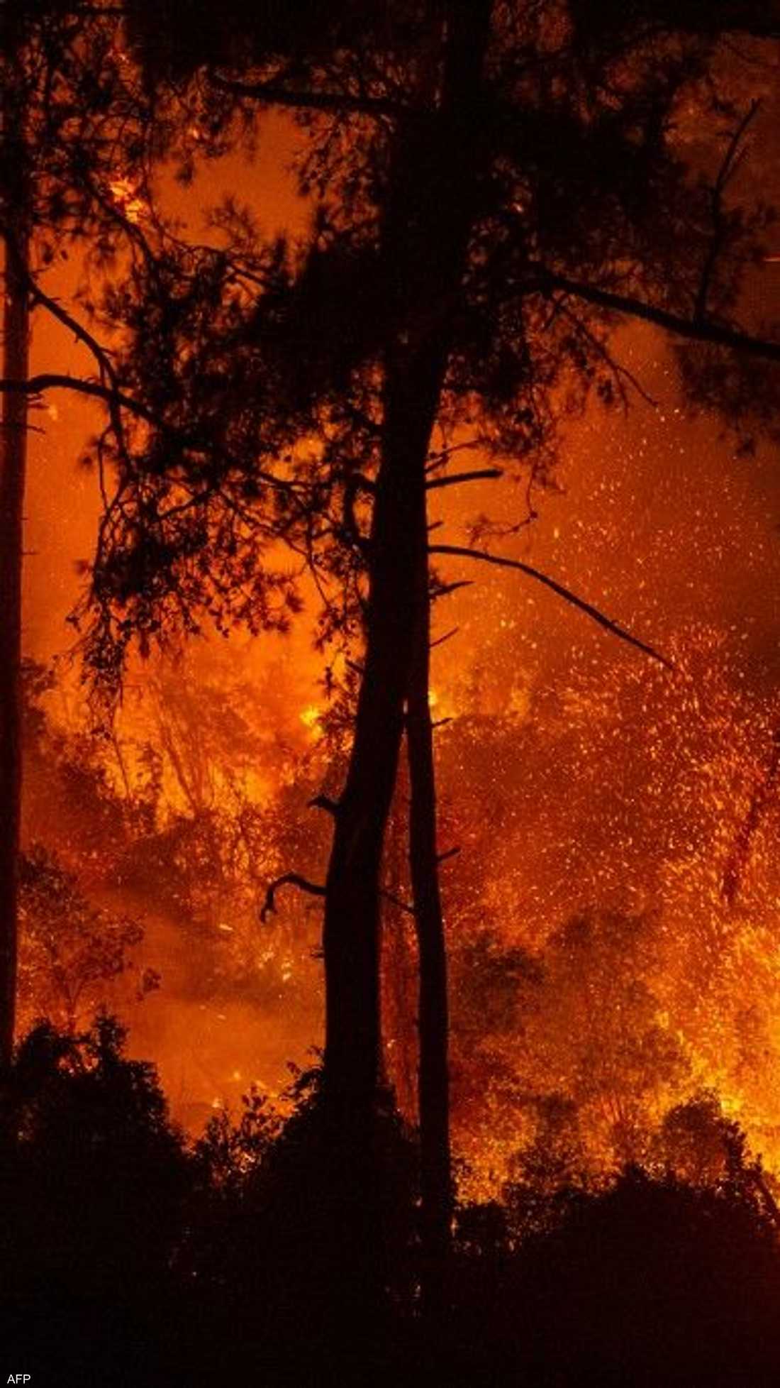 في واحدة من أسوأ الكوارث البيئية على الإطلاق، يتواصل اندلاع حرائق الغابات في منطقة شرق البحر المتوسط، من تركيا إلى اليونان وإيطاليا.