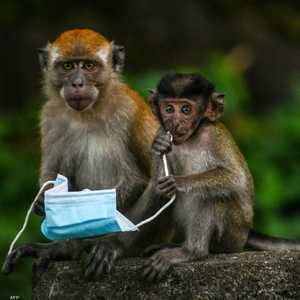 قردة المكاك تعيش في آسيا وشمال إفريقيا