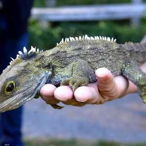 تعيش زواحف "تواتارا" في نيوزيلندا