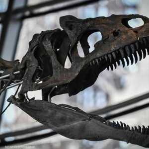 الديناصورات انقرضت قبل ملايين السنين