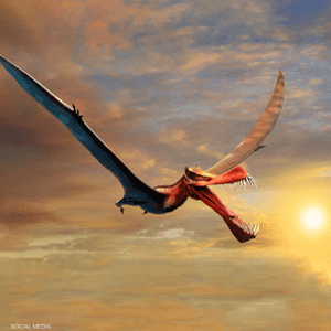 يبلغ طول الزاحف يبلغ طول جناحيه 7 أمتار