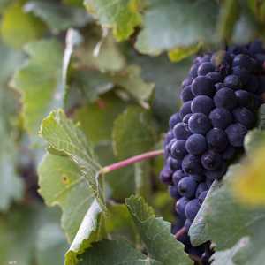 فوائد العنب الأحمر أفضل من الأبيض