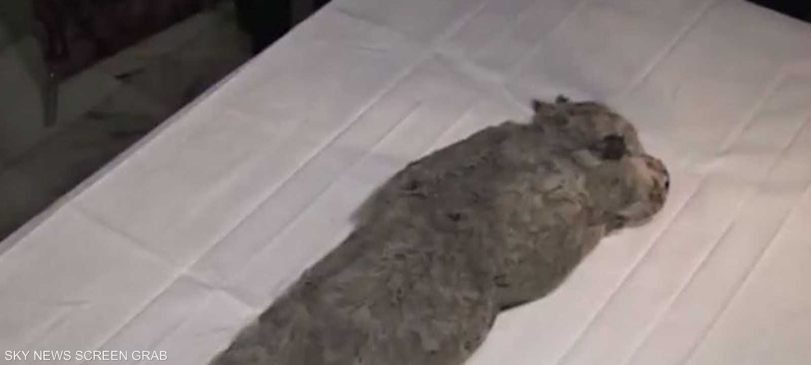 الشبل المتجمد عثر عليه على عمق 7 أمتار تحت الجليد.