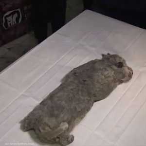 الشبل المتجمد عثر عليه على عمق 7 أمتار تحت الجليد.