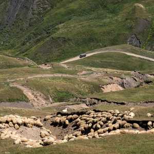 الصاعقة قتلت مئات الأغنام