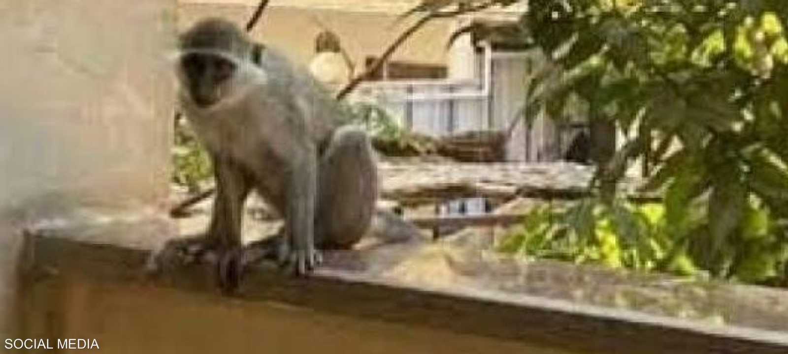 القردة كانت تبحث عن الطعام على ما يبدو