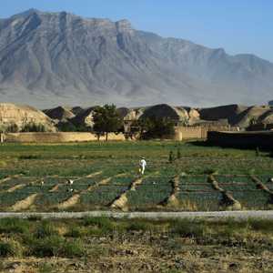 الزراعة تعد أهم القطاعات في الاقتصاد الأفغاني الهش