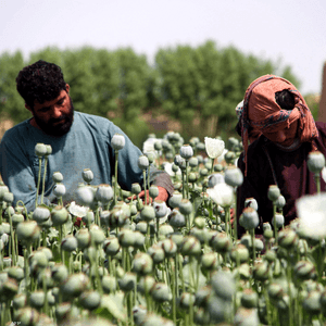 مزارع الخشخاش تنتشر بشكل كبير في أفغانستان