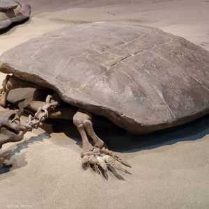 أحفورة السلحفاة التي عثر عليها في الصين