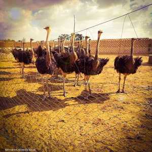 تربية النعام مكلفة لكنها تحقق الكثير