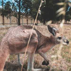 حيوان الكنغر