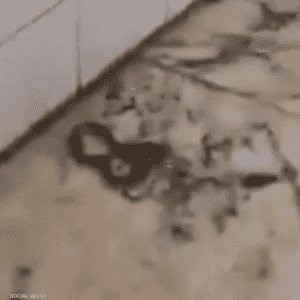 الأفعى أحدثت حالة من الهلع