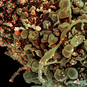 نظريات عدة تحوم حول منشأ فيروس كورونا