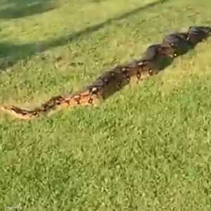 لحظة العثور على الأفعى