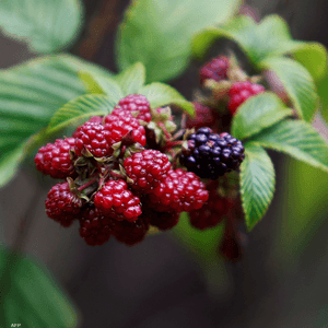 التوت من الأغذية الغنية بالفلافونويد