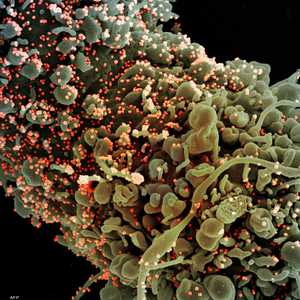 الطفرات سمة أساسية لأي فيروس