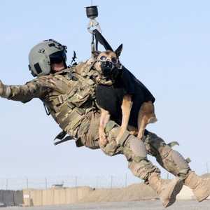 البنتاغون قال إن الجنود الأميركيين لم يتركوا كلابهم في كابل