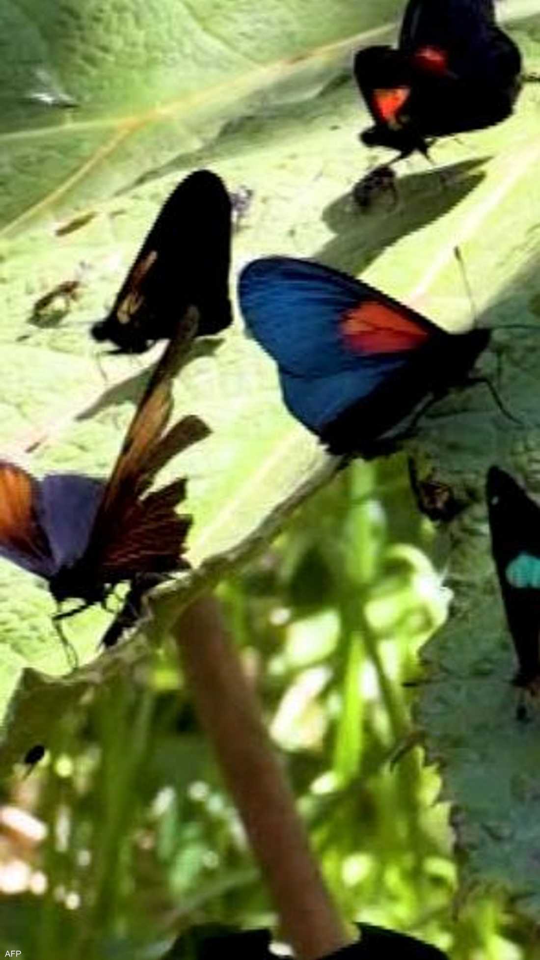الفراشات الكولومبية