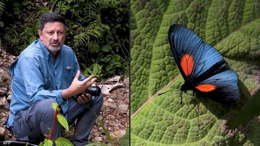 تحتوي كولومبيا على 3642 نوها مختلفا من الفراشات، تشكل 19.4 في المئة من الأصناف العالمية المعروفة من هذه الحشرة.