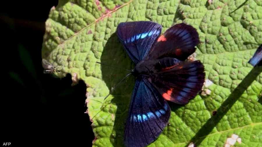 تعد الفراشات ملقحات حيوية في النظام البيئي، كما أنها مصدر مهم للغذاء للطيور والثعابين.