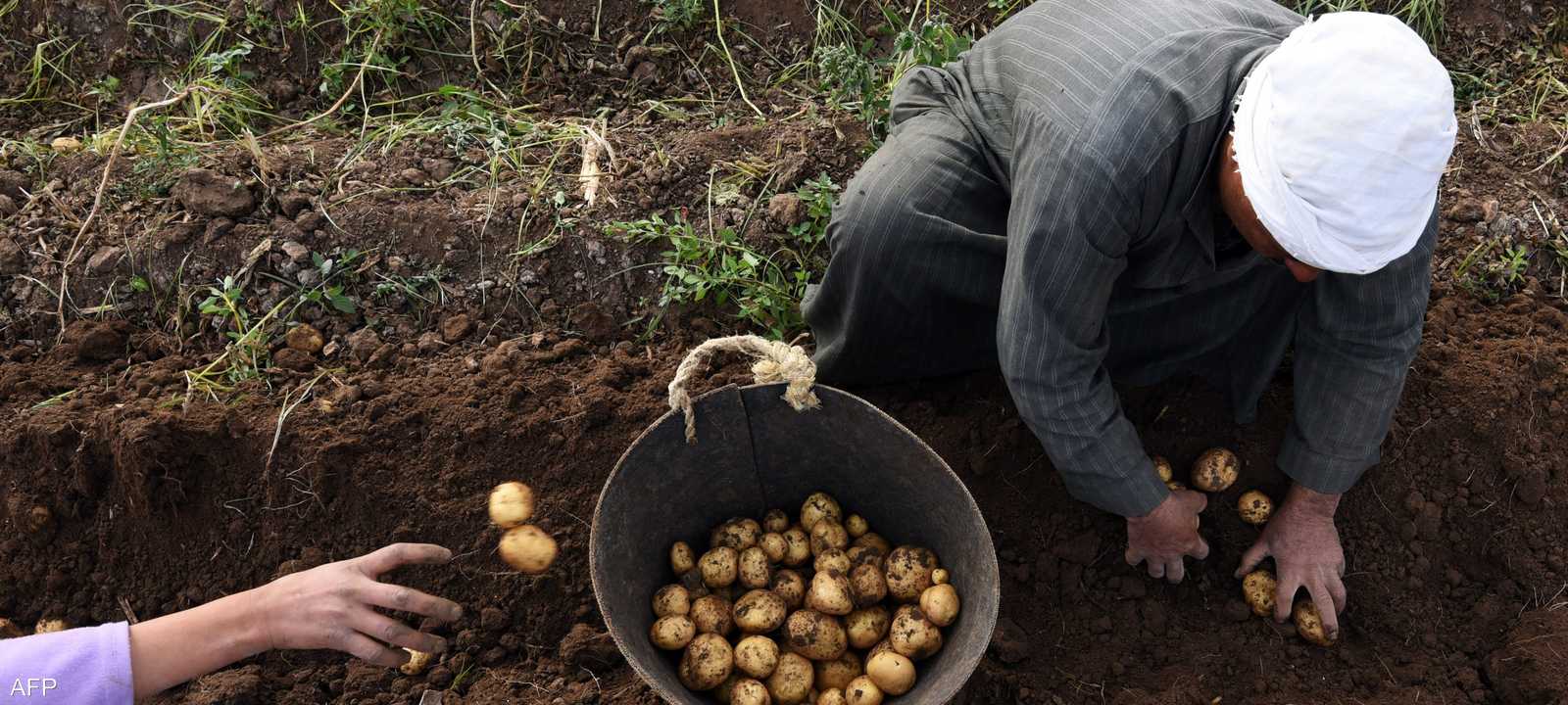 أسعار البطاطا في مصر ارتفعت مؤخرا