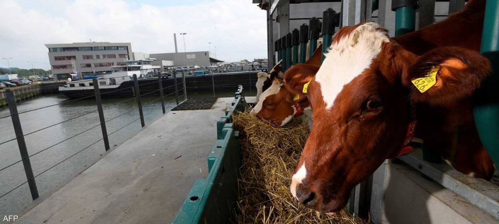 هل يهدد "جنون البقر" المغرب؟