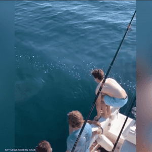 مشهد مرعب.. شابان متهوران يقفزان على سمكة قرش