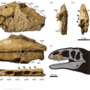 دراسة تفجر مفاجأة وتكشف "ملك الديناصورات" الجديد