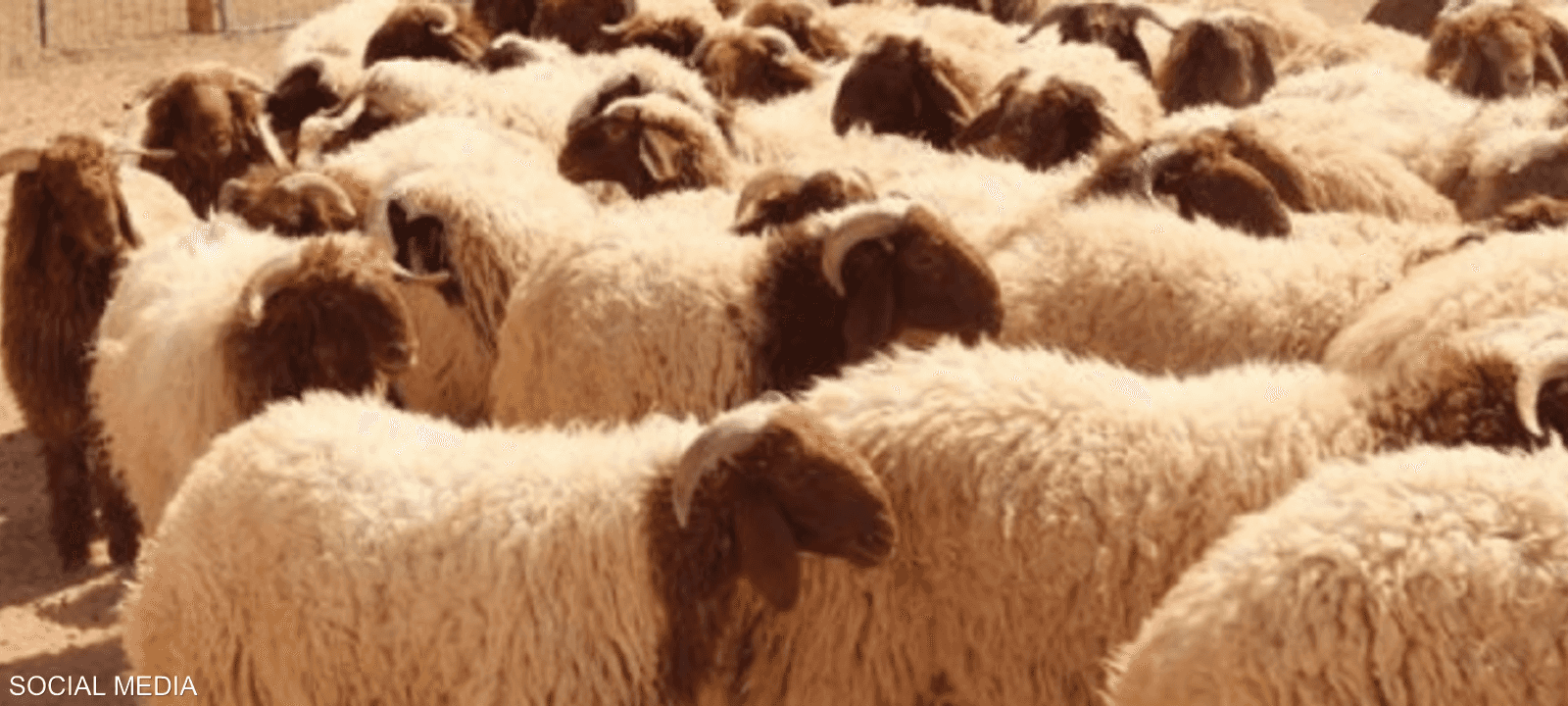 محاولة التهريب باءت بالفشل