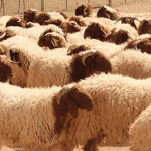 محاولة التهريب باءت بالفشل