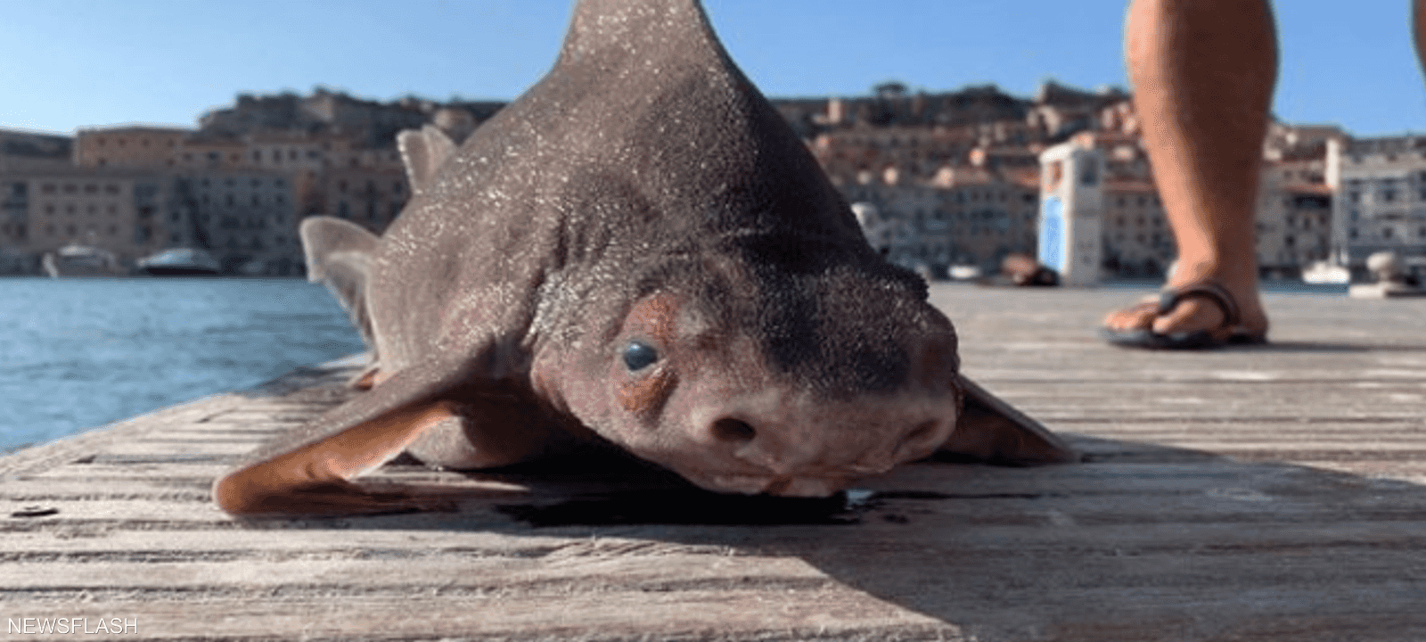 القرش جرى رصده في مياه جزيرة إيطالية