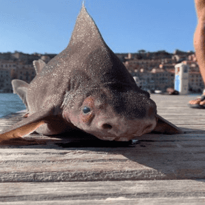 القرش جرى رصده في مياه جزيرة إيطالية