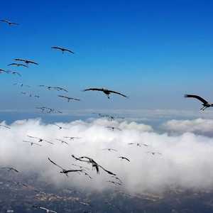 يمكن أن يمثل التحليق فوق البحر المفتوح خطرا على الطيور