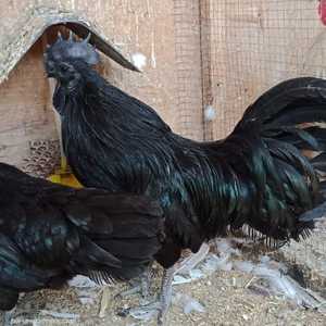 موطن هذا الدجاج هو إندونيسيا