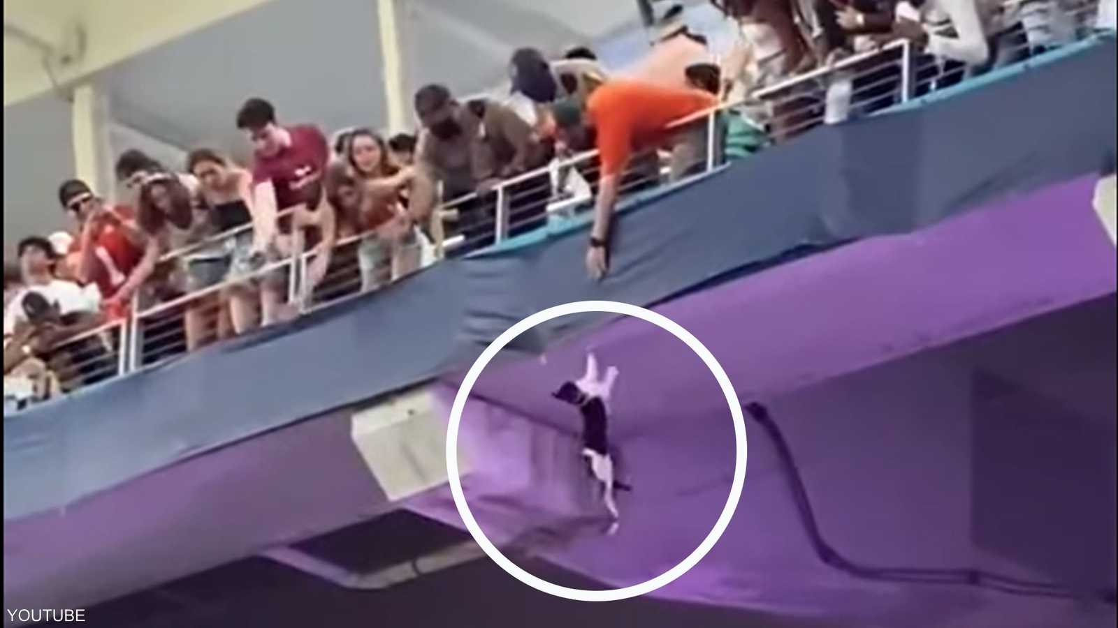 القطة معلقة في الهواء