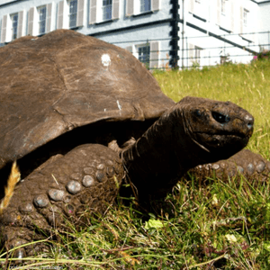 السلحفاة جوناثان أكبر حيوان بري على الأرض