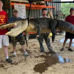 صياد يكتشف مفاجأة في بطن تمساح