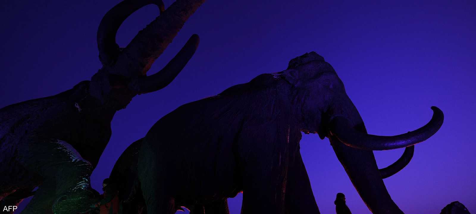 الماموث انقرض منذ آلاف السنين