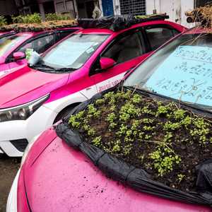 حديقة على سطح السيارة