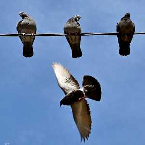 شركة أميركية تخطط لإدخال الحمام في معركة مواجهة "الدرونز"