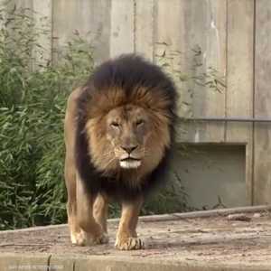 أسد في حديقة الحيوان الوطنية تحسنت صحته بعد إصابته بكورونا